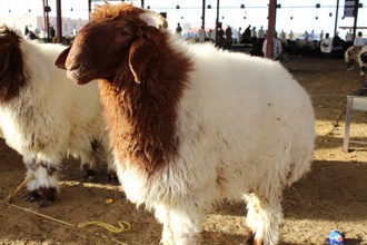 jordanian sheep