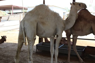 Arabic Camel