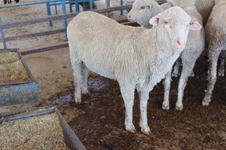 australian sheep