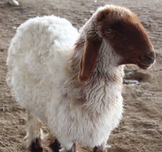 Jordanian sheep