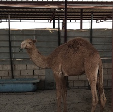 Arabic Camel Hashi