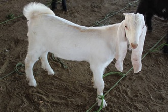 kuwiti goat