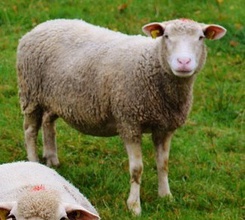 cooled Georgian sheep